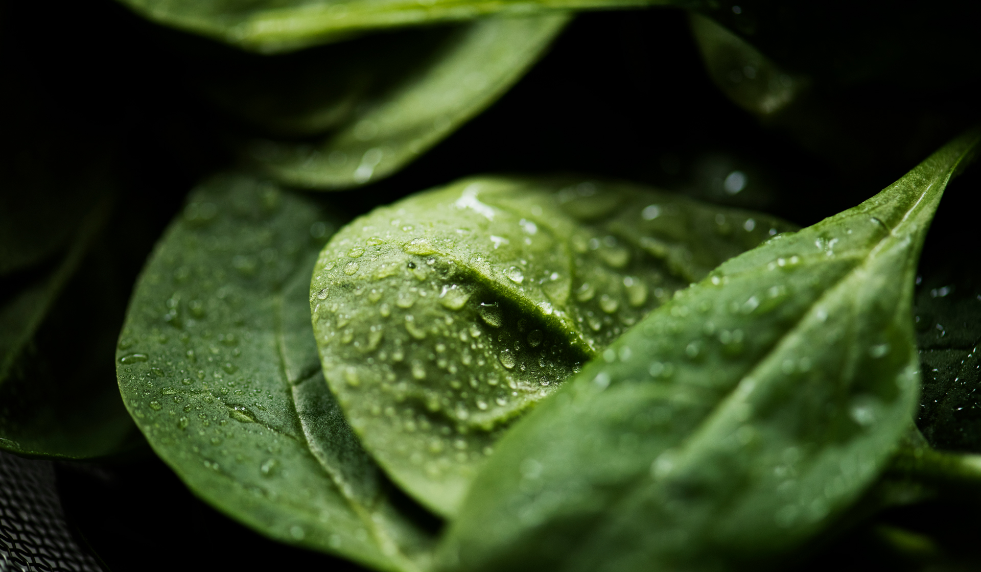 Brightly-Biomarkers-macro-shot-fresh-spinach-leaves
